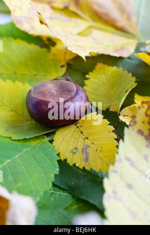 Cumulo di cadono le foglie in giallo e verde con castagne sul fuoco Foto Stock