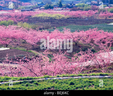 Fioritura di peschi in un frutteto, Prefettura di Yamanashi, Giappone Foto Stock