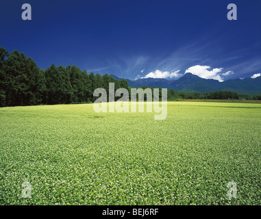 Fiori di grano saraceno e Mt. Yatsugatake, Prefettura di Nagano, Giappone Foto Stock