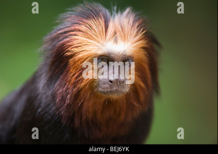 Golden-headed Lion Tamarin (Leontopithecus chrysomelas) Foto Stock