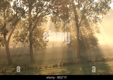 Fila di pioppi (Populus sp.) con sunrise e la nebbia, Belgio Foto Stock