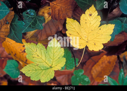 Caduto acero di monte (Acer pseudoplatanus) e faggio le foglie in autunno colori sul suolo della foresta Foto Stock