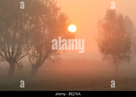 Fila di pollard salici (Salix sp.) con sunrise e la nebbia, Belgio Foto Stock