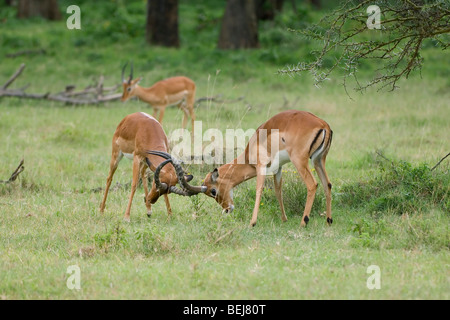 Impala maschio di battaglie Aepyceros melampus, Kenya Foto Stock