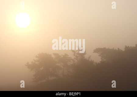 Foresta con Pino (Pinus sylvestris) con sunrise e nebbia, Kalmthoutse heide, Belgio Foto Stock