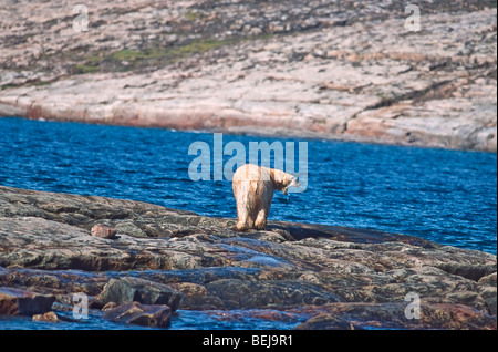 Orso polare passeggiate lungo la costa rocciosa di scommessa Bay, un ingresso sul bordo settentrionale della costa occidentale della Baia di Hudson, Nunavut, Foto Stock