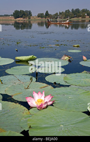 Fiore di loto. Manasbal Lago. Il Kashmir. India Foto Stock