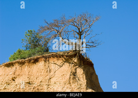 Albero di esporre le sue radici a bordo scogliera a causa di erosione del suolo, la Provenza, Francia Foto Stock