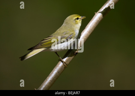 Legno trillo (Phylloscopus sibilatrix) cantare nella foresta di faggio Foto Stock