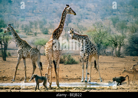 Giraffe (Giraffa camelopardalis), babbuini e impala bevendo al waterhole artificiale nel Parco Nazionale di Kruger, Sud Africa Foto Stock