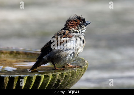 Maschio passero comune (Passer domesticus) di balneazione in giardino, Belgio Foto Stock