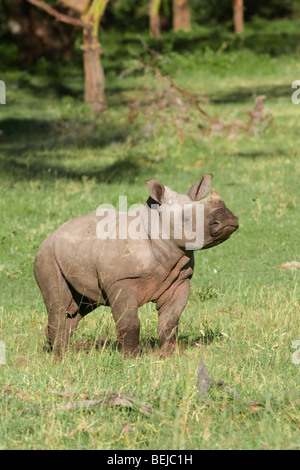 Rinoceronte bianco baby, quadrato a labbro rinoceronte baby, Ceratotherium simum, Kenya Foto Stock