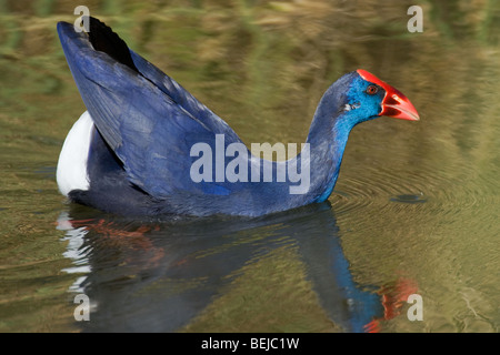 Western swamphen / African Purple Swamphen / viola / moorhen folaga viola (Porphyrio porphyrio Porphyrio / coeruleus) Foto Stock