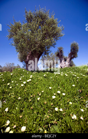 Tenute Al Bano Carrisi, Cellino San Marco, Puglia, Italia Foto Stock