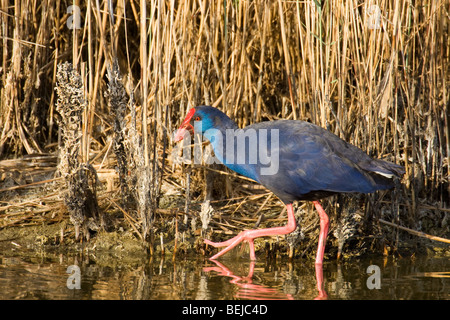 Western swamphen / African Purple Swamphen / viola / moorhen folaga viola (Porphyrio porphyrio Porphyrio / coeruleus) Foto Stock