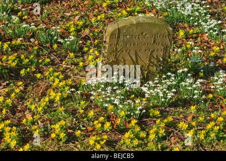 Inverno aconiti e snowdrops in un cimitero Foto Stock