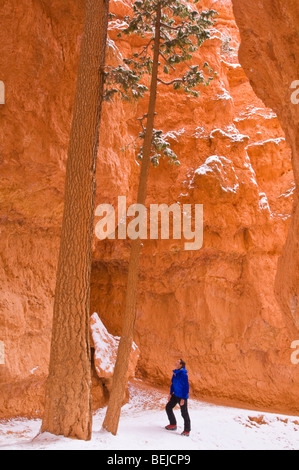 Pini Ponderosa e di polvere fresca lungo Wall Street, il Parco Nazionale di Bryce Canyon, Utah Foto Stock