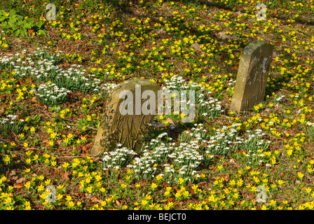 Inverno aconiti e snowdrops in un cimitero Foto Stock