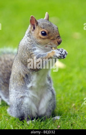 Scoiattolo grigio di mangiare un dado. Foto Stock