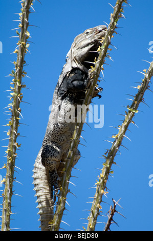 Spinosa Sonoran-tailed iguana (Ctenosaura hemilopha) crogiolarsi su Ocotillo nel deserto di Sonora, Arizona, nativo di Messico Foto Stock