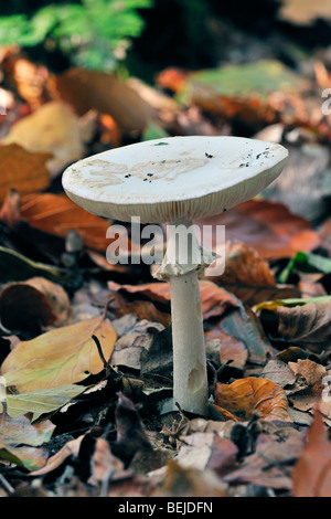 Falsa morte cap / Cedro (Amanita Amanita citrina Amanita / mappa) tra il muschio sul suolo della foresta in autunno Foto Stock