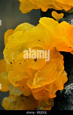 Cervello giallo fungo / golden jelly fungo / giallo / trembler witches burro (Tremella mesenterica / Helvella mesenterica) Foto Stock