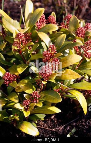 SKIMMIA JAPONICA ROSOLIA IN INVERNO Foto Stock