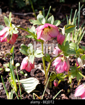 HELLEBORUS ERICSMITHI. Bellezza rosa Foto Stock