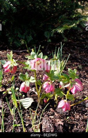 HELLEBORUS ERICSMITHI. Bellezza rosa Foto Stock