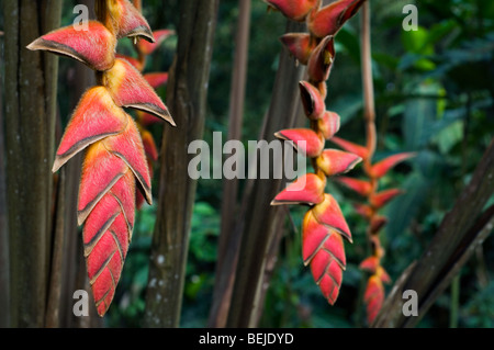 Heliconia pogonantha in fiore nel cloud forest, Costa Rica Foto Stock
