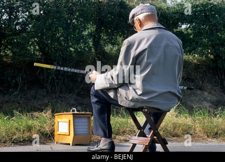 Fincher conta il numero di chiamate di uccelli da finch su un lungo bastone di legno, Belgio Foto Stock