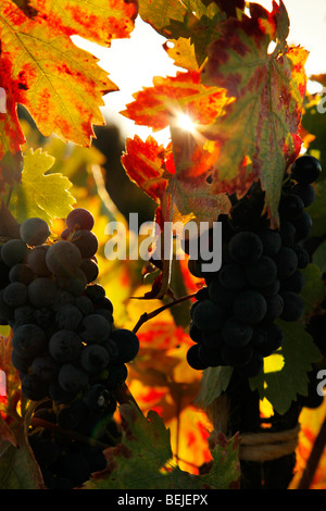 Old vine Zinfandel in Sonoma Valley, California Foto Stock
