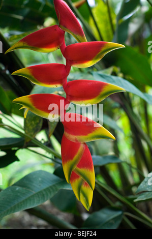 Lobster claw / falso-degli uccelli del paradiso (Heliconia rostrata) in fiore nel cloud forest, Costa Rica Foto Stock