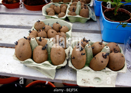 CHITTING tuberi seme di patate prima di piantare. Foto Stock