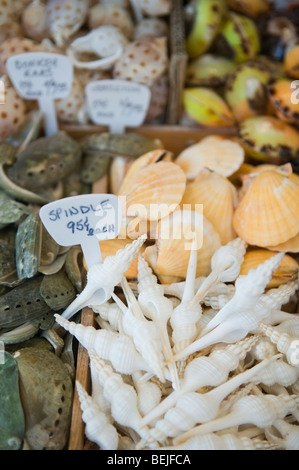 Assortimento di gusci in vendita nel negozio di shell, a Provincetown, Cape Cod Foto Stock