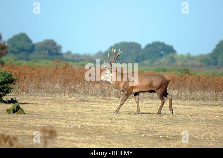 Red Deer stag nel solco Foto Stock