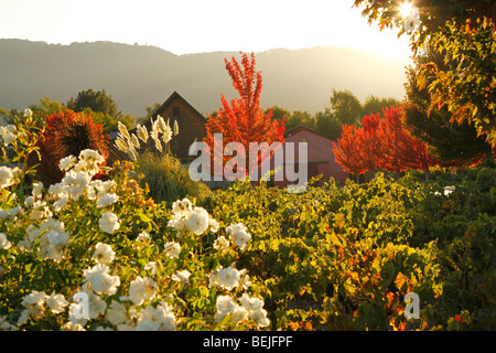 Vigneto in autunno in Sonoma Valley, California Foto Stock