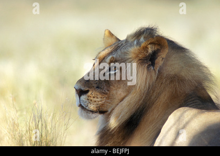 Close up ritratto di Leone maschio (Panthera leo) nel deserto del Kalahari, Kgalagadi Parco transfrontaliero, Sud Africa Foto Stock