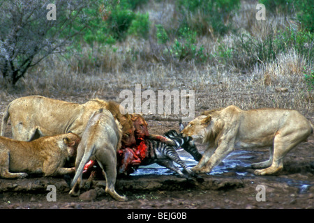 Orgoglio dei Leoni africani (Panthera leo) divorando Burchell's zebra (Equus quagga) a waterhole, Kruger National Park, Sud Africa Foto Stock