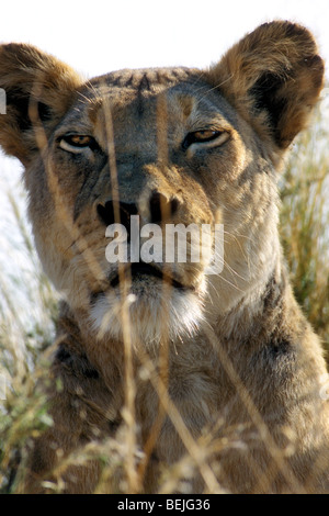 Leonessa africana (Panthera leo) sul prowl, spiata attraverso l'erba nel deserto del Kalahari, Kgalagadi Parco transfrontaliero, Africa Foto Stock