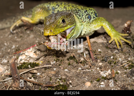 Ocellated lizard (Lacerta lepida) Foto Stock