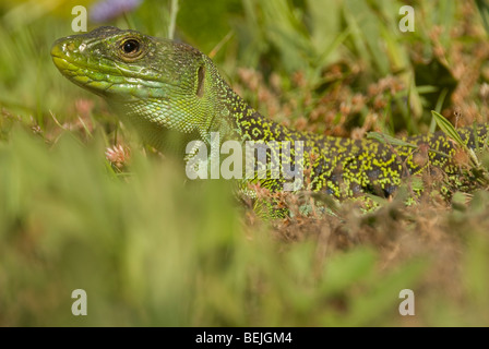 Ocellated lizard (Lacerta lepida) Foto Stock