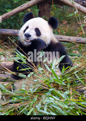 Adulto Panda Gigante a Chengdu Research Base del Panda Gigante allevamento nei pressi di Chengdu nella provincia del Sichuan in Cina JPH0256 Foto Stock