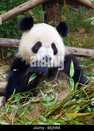 Adulto Panda Gigante a Chengdu Research Base del Panda Gigante allevamento nei pressi di Chengdu nella provincia del Sichuan in Cina JPH0257 Foto Stock