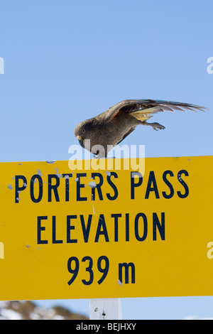 I capretti Kea (Nestor notabilis) stiro a facchini Pass, Nuova Zelanda Foto Stock