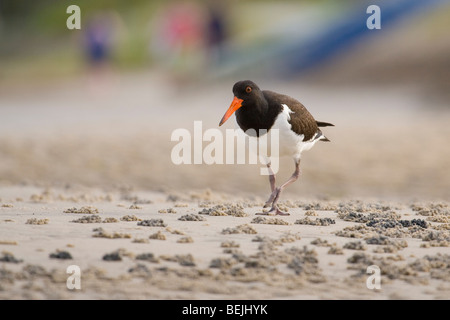 Oyster Catcher (Haematopus longirostris) girovagando per la linea del litorale sulla Gold Coast, Australia Foto Stock