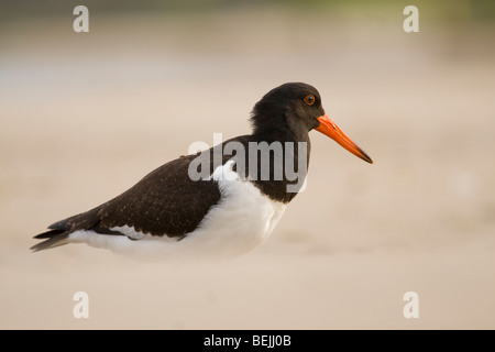 Oyster Catcher (Haematopus longirostris) girovagando per la linea del litorale sulla Gold Coast, Australia Foto Stock