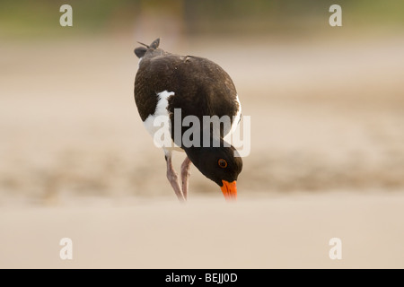 Oyster Catcher (Haematopus longirostris) girovagando per la linea del litorale sulla Gold Coast, Australia Foto Stock