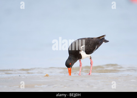 Oyster Catcher (Haematopus longirostris) girovagando per la linea del litorale sulla Gold Coast, Australia Foto Stock