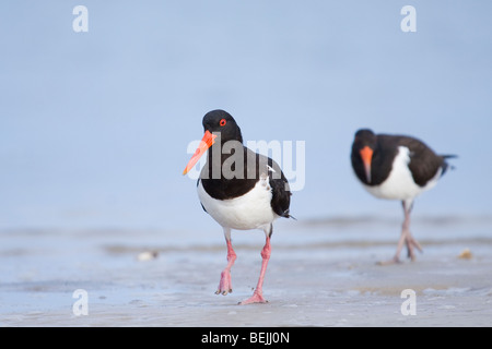 Oyster Catcher (Haematopus longirostris) girovagando per la linea del litorale sulla Gold Coast, Australia Foto Stock